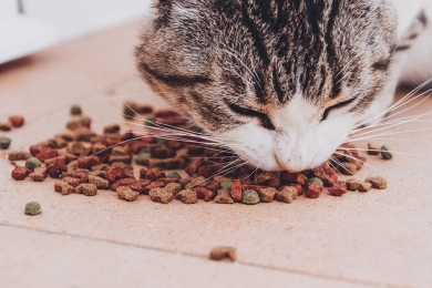  Ração para gatos: quais são os principais aspectos a serem analisados?